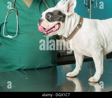 White Dog in a veterinary office Stock Photo