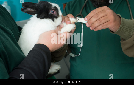 Rabbit in a veterinary office. Black and white rabbit Stock Photo