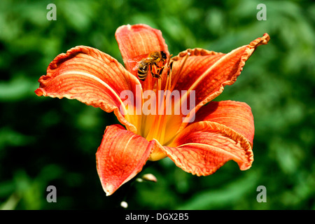 Honey bee (Apis) on a lily pad drinking water from a garden pond