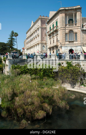 Font of Arethusa with papyrus, Siracusa, Syracuse, Ortigia, Ortygia Island, Sicily, Italy, Europe Stock Photo