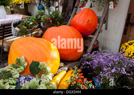 Autumnal pumpkins, harvest decoration in Autumn garden plants Decorative Ornamental Squashes display Stock Photo