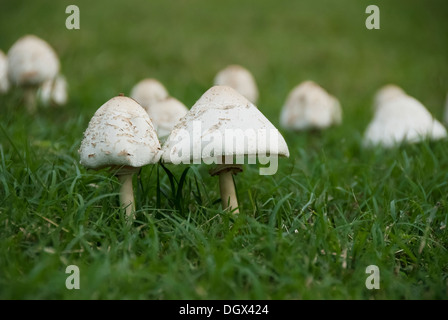 These mushrooms have a very unique shape Stock Photo