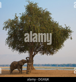 African Elephant bull (Loxodonta africana) pushing against an Ana Tree Stock Photo