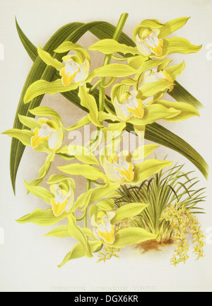 Orchids, Cymbidium lowianum viride - by John N. Fitch, 1897 Stock Photo