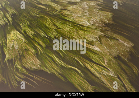 River Water Crowfoot Ranunculus fluitans swirling in the River Dordogne, near Belvès, France. Stock Photo