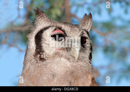 Close-up portrait of a giant eagle-owl (Bubo lacteus), South Africa Stock Photo