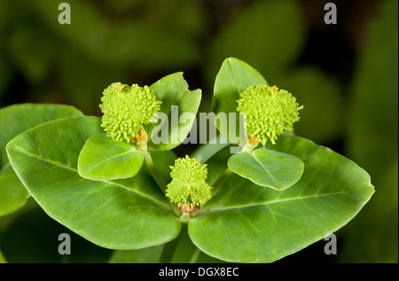 Irish Spurge, Euphorbia hyberna in fruit, showing the wart-covered fruits. Rare in UK Stock Photo