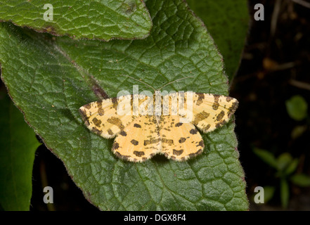 Speckled Yellow moth, Pseudopanthera macularia settled with wings open. Stock Photo