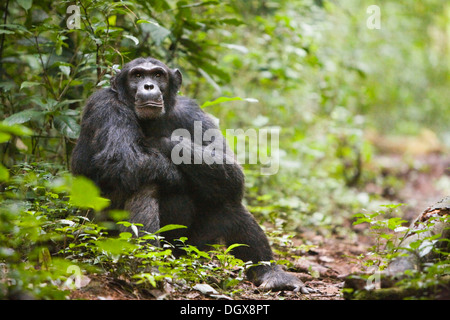 Research on animal communication with a habituated group of chimpanzees, common chimpanzee (Pan troglodytes), in the Budongo Stock Photo