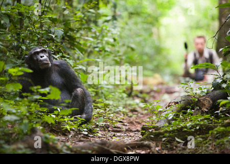 Research on animal communication with a habituated group of chimpanzees, common chimpanzee (Pan troglodytes), in the Budongo Stock Photo