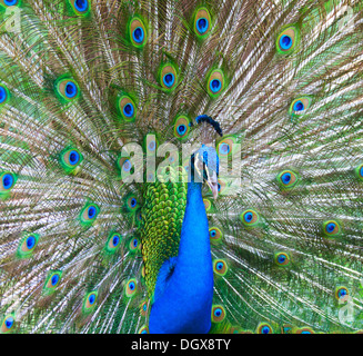 Beautiful male peacock with colorful tail fully open Stock Photo
