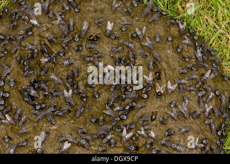 Cow dung heavily covered with flies, mainly a flesh-fly Sarcophaga sp, Noon flies and Dung-flies. Auvergne, France. Stock Photo