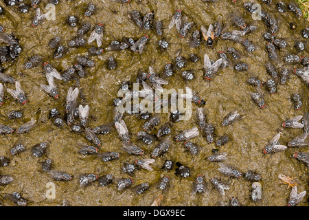 Cow dung heavily covered with flies, mainly a flesh-fly Sarcophaga sp, Noon flies and Dung-flies. Auvergne, France. Stock Photo