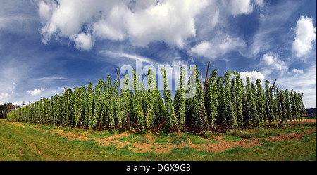 Field of hops with a white-blue sky near Altmannstein in Altmuehltal Nature Park, Bavaria Stock Photo