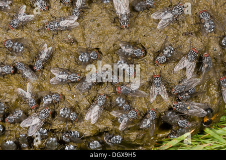 Cow dung heavily covered with flies, mainly a flesh-fly Sarcophaga sp, Noon flies and Dung-flies. Auvergne, France. Stock Photo