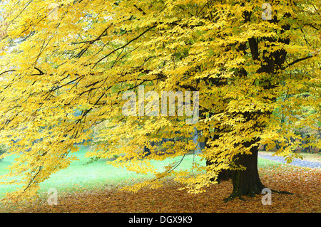 Hornbeam with yellow autumn leaves Carpinus betulus Stock Photo