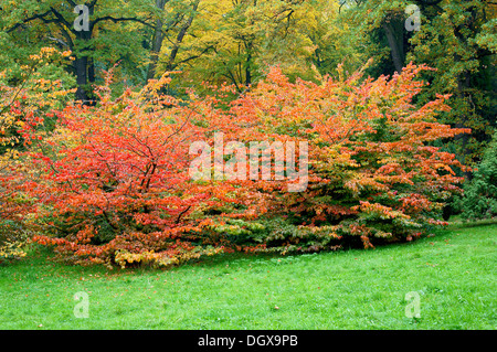 Red yellow and green autumn beech trees on the green grass Fagus sylvatica Stock Photo