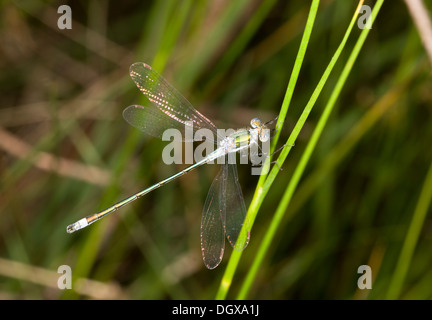 Male Common Spreadwing / Common Emerald Damselfly, Lestes sponsa perched. Dorset. Stock Photo
