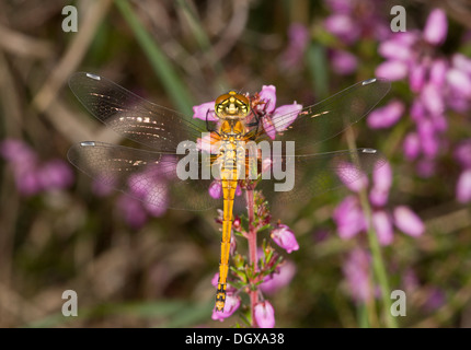 Black Darter, Sympetrum danae - female perched by heathland bog, Dorset. Stock Photo