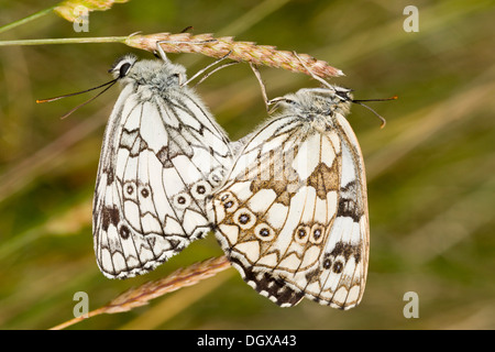 Mating pair of Marbled White butterflies, Melanargia galathea serena, (female on the right) on chalk downland, Dorset. Stock Photo