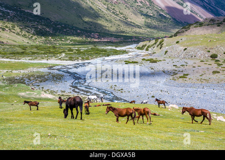 Horses pasturing in mountains near the river Stock Photo