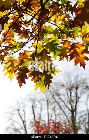 Wimbledon London,UK. 27th October 2013. Leaves on a tree turn to orange and red in an autumnal display of colours Credit:  amer ghazzal/Alamy Live News Stock Photo