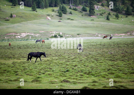 Horses pasturing in the field Stock Photo