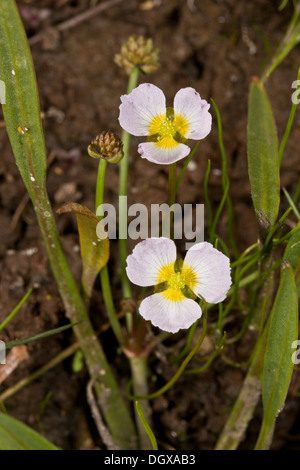 Lesser Water-plantain, Baldellia ranunculoides, in flower in New Forest pool. Hants. Stock Photo