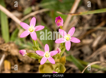 Lesser Centaury, Centaurium pulchellum on chalk downland, Lulworth, Dorset. Stock Photo