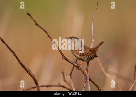 Wren (Troglodytes troglodytes), singing, Texel, The Netherlands, Europe Stock Photo