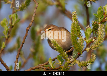 Willow Warbler (Phylloscopus trochilus), Texel, The Netherlands, Europe Stock Photo