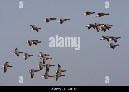 Brant or Brent Goose (Branta bernicla) in flight, Texel, The Netherlands, Europe Stock Photo