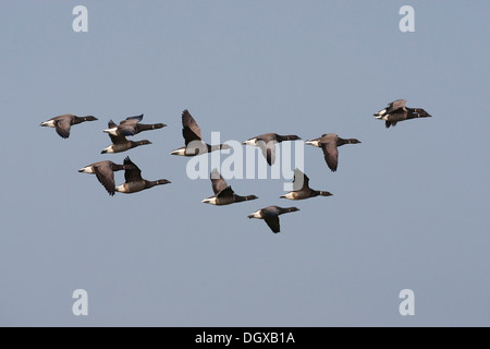 Brant or Brent Goose (Branta bernicla) in flight, Texel, The Netherlands, Europe Stock Photo