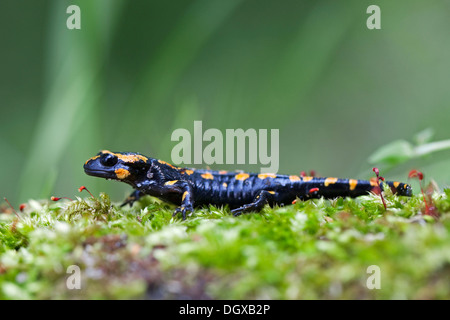 Fire salamander (Salamandra salamandra), young, Harz Mountains, Saxony-Anhalt Stock Photo