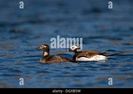 Pair of Long-tailed Ducks (Clangula hyemalis), Myvatn, Iceland, Europe Stock Photo
