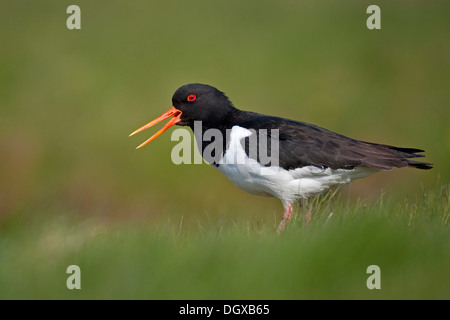 Oystercatcher (Haematopus ostralegus), adult bird, southern Iceland, Europe Stock Photo