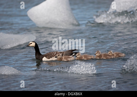 Barnacle goose (Branta leucopsis), adult bird with young birds, Joekulsarlon, Iceland, Europe Stock Photo