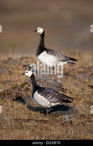Barnacle Geese (Branta leucopsis), adult birds, Joekulsarlon, Iceland, Europe Stock Photo