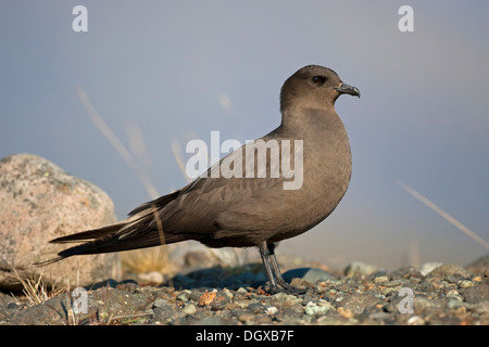 Arctic Skua (Stercorarius parasiticus), dark brown plumage, Joekulsarlon, Iceland, Europe Stock Photo