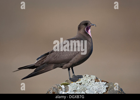 Arctic Skua (Stercorarius parasiticus), dark brown plumage, Joekulsarlon, Iceland, Europe Stock Photo