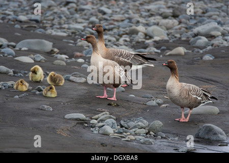 Pink-footed geese (Anser brachyrhynchus) with chicks, Iceland, Europe Stock Photo
