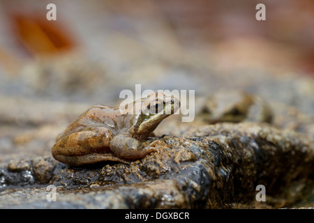 Pyrenean Frog (Rana pyrenaica), female, Pyrenees, Spain, Europe Stock Photo