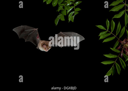 Mediterranean Horseshoe Bat (Rhinolophus Euryale) in flight, North Bulgaria, Bulgaria Stock Photo