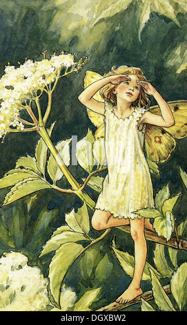 Flower Fairies Illustration by Cicely Mary Barker - The Elder Flower Fairy, 1940 Stock Photo
