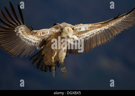 Griffon Vulture (Gyps fulvus), in flight, on landing approach, Pyrenees, Torla, Aragon, Spain Stock Photo