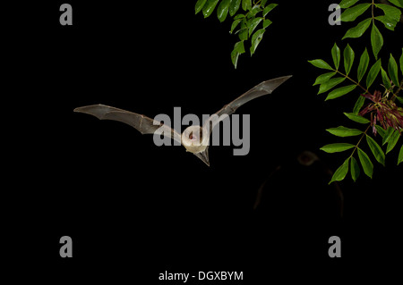 Common Bent-wing Bat or Schreibers' Long-fingered Bat (Miniopterus schreibersii) in flight, Nordbulgarien, Bulgaria Stock Photo