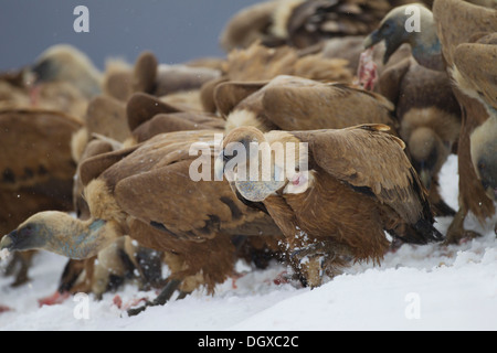 Griffon Vultures (Gyps fulvus) feeding on carcass, Pyrenees, Aragon, Spain Stock Photo