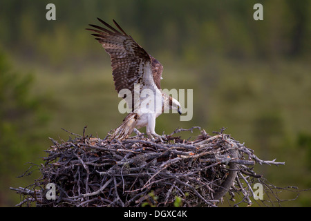 Osprey or Sea Hawk (Pandion haliaetus) landing on an eyrie, Kajaani sub-region, Finland Stock Photo