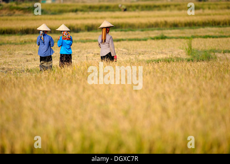 Two Vietnamese women in rice paddy, DinhBin, Hanoi, North Vietnam, Southeast Asia Stock Photo