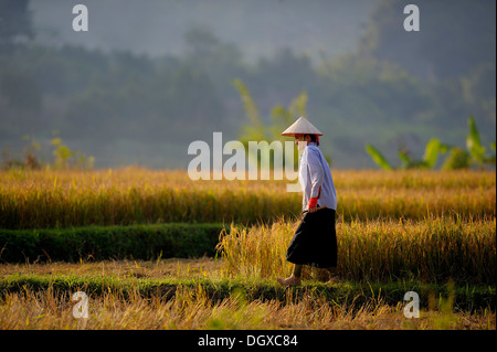 Vietnamese woman with reed hat in rice paddy, DinhBin, Hanoi, North Vietnam, Southeast Asia Stock Photo